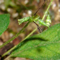 Championia reticulata Gardner